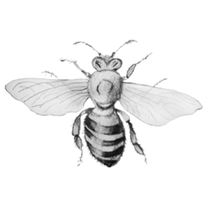 cropped-bee-e1455036075293.png