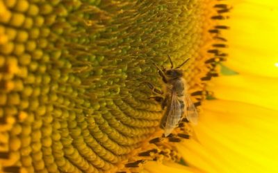 The Electric Side of Pollination