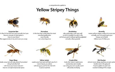 Yellow Stripey Things: A Guide