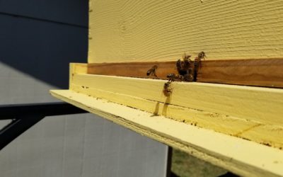 Can We Talk About My Bee Swarm?