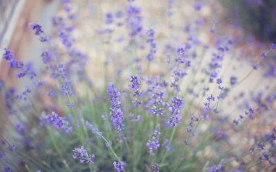 On The Hunt For Lavender